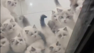 这视频含猫量过大