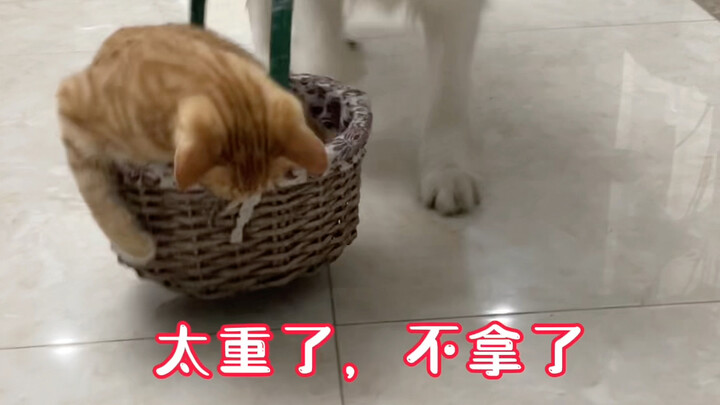 Big Orange Comes First, Little White’s Idol-Following Spree—Duoduo Is Pure Disaster #BorderCollieChe