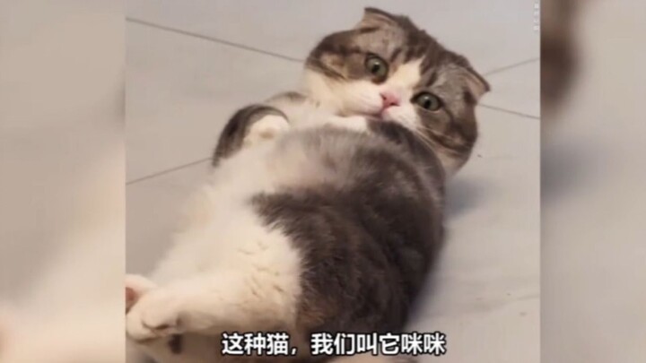 Tất cả những thứ này đều gọi nó là “Mimi”