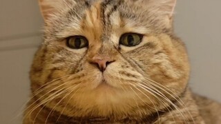 别人家的小猫有睡前点心吃这事你知道吧