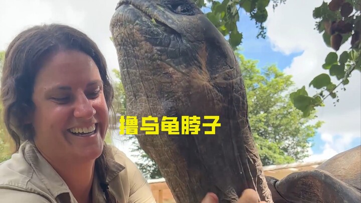 Why do turtles enjoy having their necks stroked?