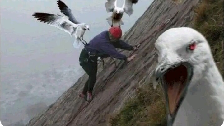 Bagan Gantung Dampak Genshin