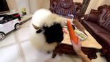 พฤติกรรมที่ทำให้งงและน่าขบขันของแกะ Valais blacknose