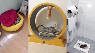 第一次做猫妈妈 稍微生疏了些