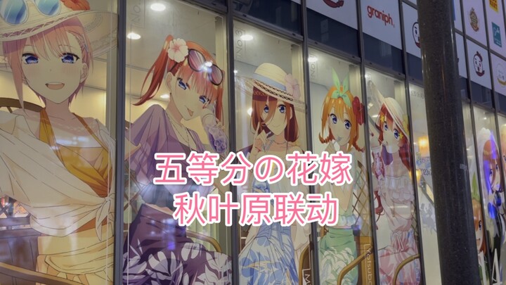 五姐妹有六个！？五等分的花嫁秋叶原Atre联动～浅尝青春猪头拉面！
