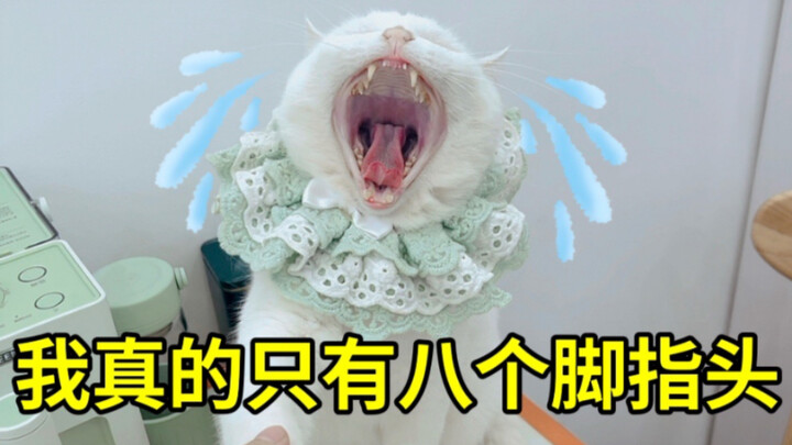 ฉันไม่ใช่ทาสแมวที่ดีพอ วันนี้เพิ่งรู้ว่าแมวมีแค่แปดนิ้วเท่านั้นเอง