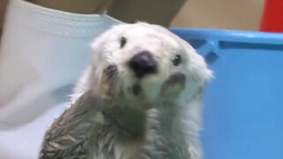 它好像知道自己很可爱耶～