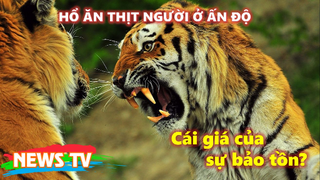 Những con HỔ ĂN THỊT NGƯỜI ở Ấn Độ (Phần 1): Cái giá của sự bảo tồn?