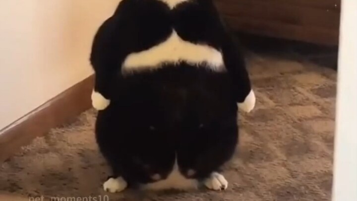 XXXL Cat Compilation