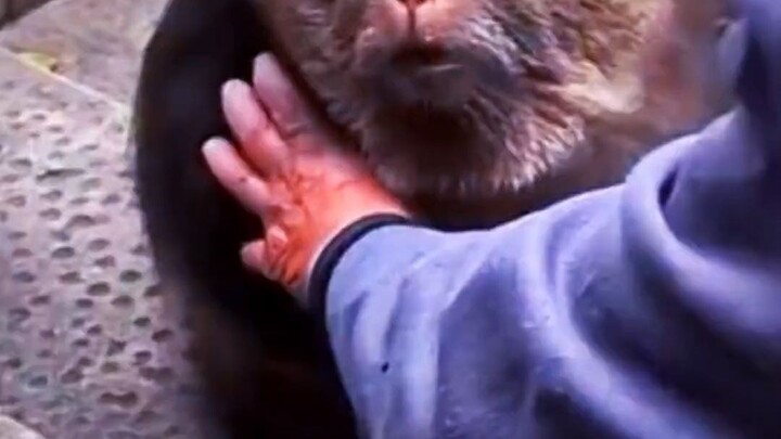 Why does the seemingly gentle Monkey Star suddenly fly into a rage? Here's a realistic portrayal of 