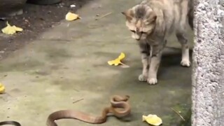 Seperti yang kita semua tahu, reaksi kucing tujuh kali lebih cepat daripada ular.