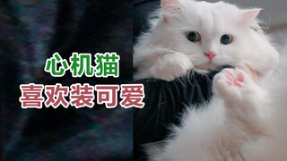 This cat is like my big garbage bag, it can hold a lot of garbage.