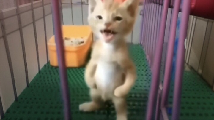 Chỉ thích mấy con mèo bị bệnh thế này hahaha hahaha hahaha!!! #11