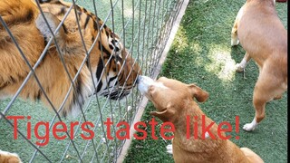 What does tiger spit taste like ?