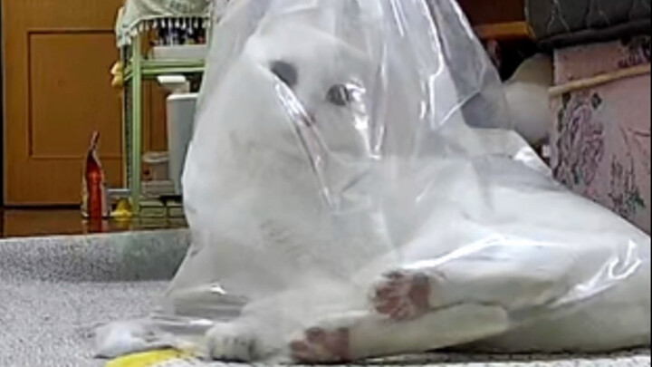 What does this cat actually look like?