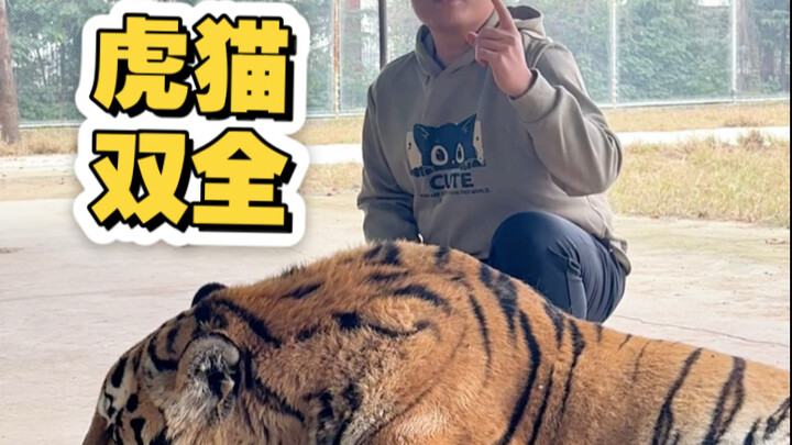 Aku juga termasuk orang yang punya semuanya, kucing dan harimau!