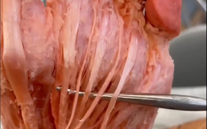 Giải thích về tiêu bản cơ gấp ngón chân