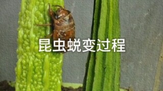 昆虫的蜕变过程