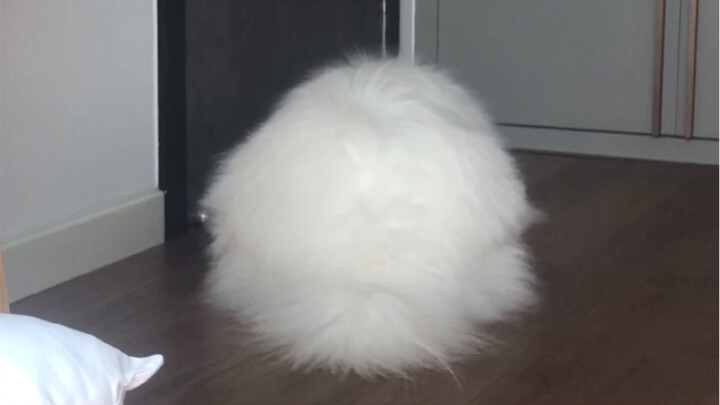 Cái quái gì đây vậy? Kẹo bông à?