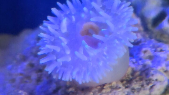 anemone eats 😙