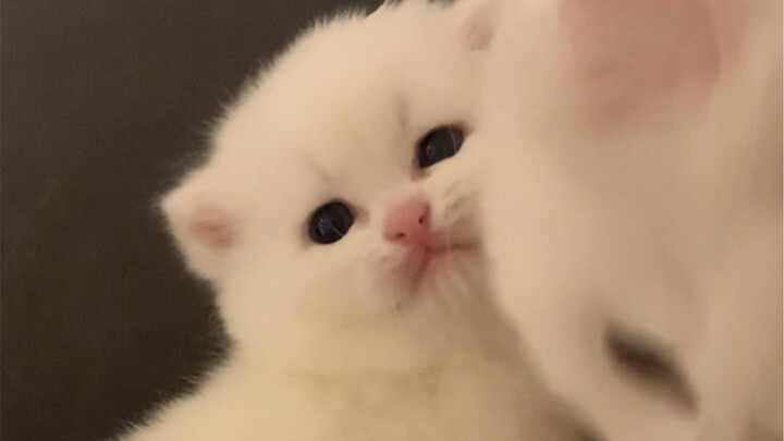 三代猫如何带奶猫