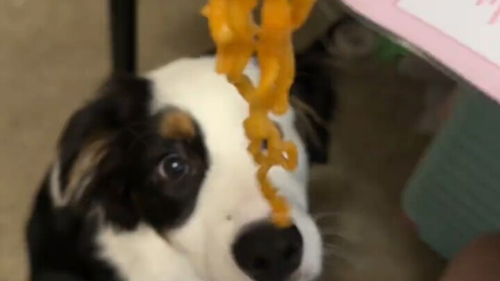 Don’t you know how spicy it is? Woof woof woof!