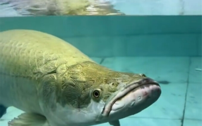 Arowana, gleefully gorging on rice