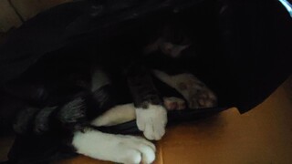 suke tidok dalam kantong itam