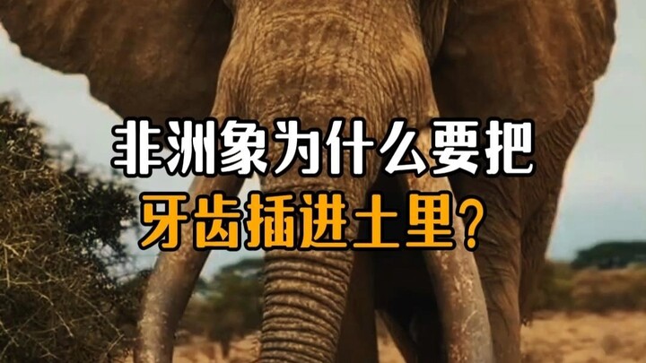 Why do African elephants stick their tusks into the ground?