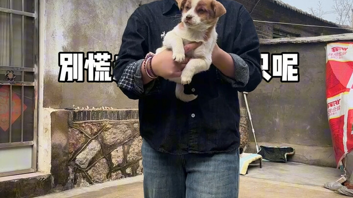 Vuốt ve cún con đi
