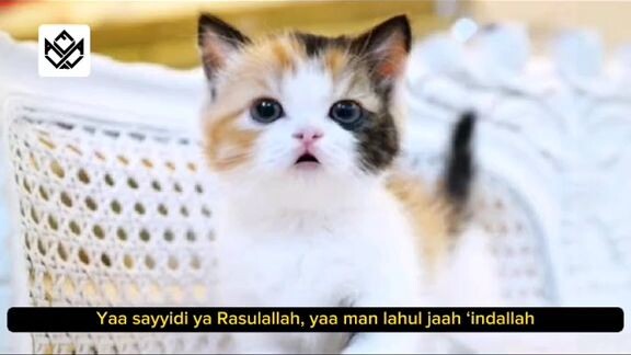 Masyaalloh kucing sholawatan