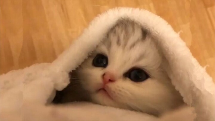 Cho mèo con vào túi áo, độ đáng yêu sẽ tăng lên gấp 10 lần~