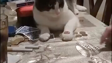 القط الصغير قابل للتدريب!