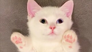 Anak kucing: "Jangan tembak, aku menyerah"