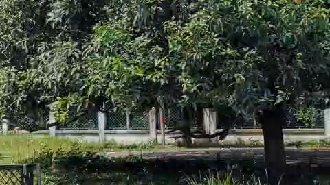 মুজিবনগর এর কিছুটা অংশ