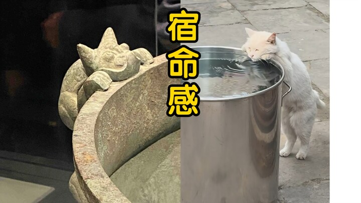 Sepertinya ribuan tahun kemudian, si kucing kecil kembali untuk minum air.