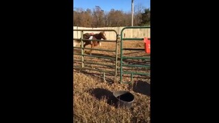 Chiếc video này sẽ làm bạn không nhặt được miệng 12