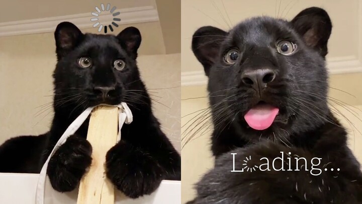 Si Macan Tutul Hitam: CPU Hampir Terbakar!