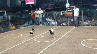 BASAHAN GRAY  TO GRAY NEPO COLISUIM