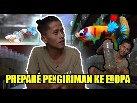 PREPARE PENGIRIMAN MULTYCOLOUR YELLOWBASE KE EROPA DAN INDIA