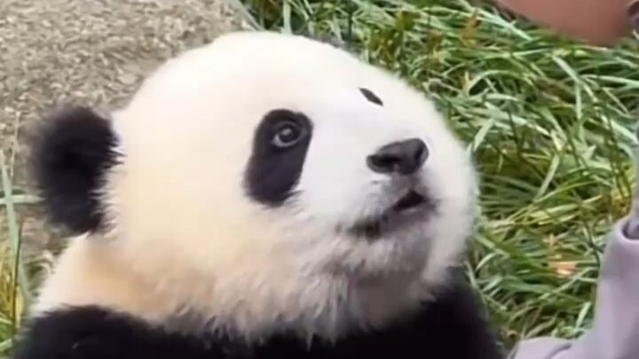 Xianxian the giant panda cub must think the caretaker is his real mom!