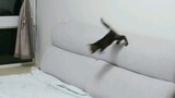 Watch My Cat Playing With Itself