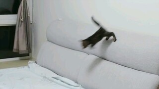 [Pecinta Kucing] Lihat kelincahannya
