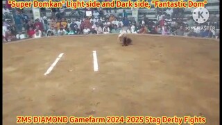 ZMS Diamond Gamefarm 2024-2025 Stag Derby Fights