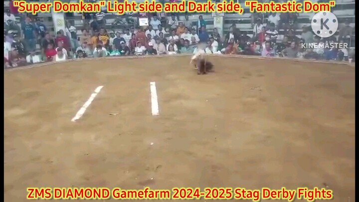 ZMS Diamond Gamefarm 2024-2025 Stag Derby Fights