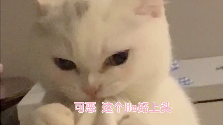 The Cat’s Confusing Behavior