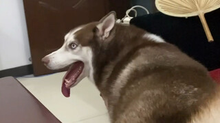 Chó Husky: Xin lỗi, tôi cứ tưởng bạn gái cậu đang gọi tôi!