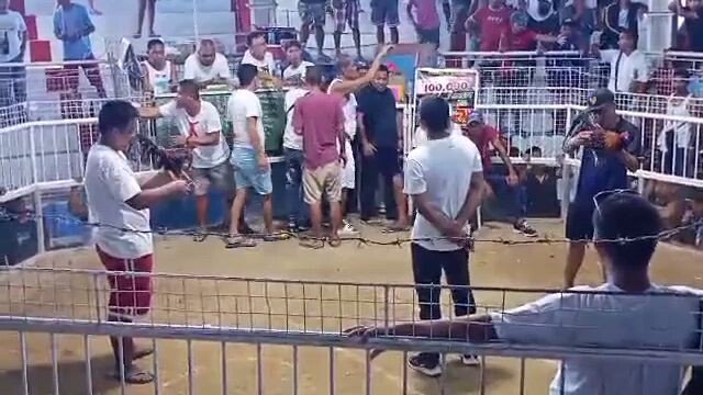 donsol arena. 2cock. 2nd fyt talo.