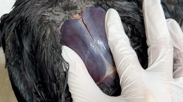Come check out your Crow Brother’s chest muscles!
