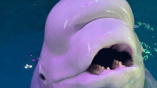 Xiao Hei menunjukkan bakatnya!